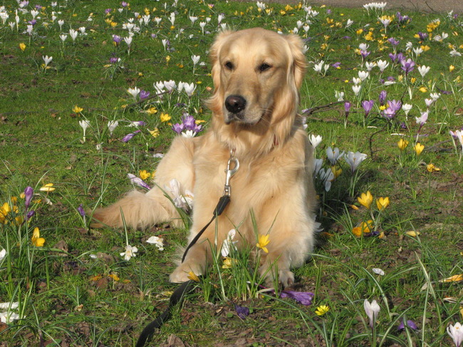 Dobby in de lente, tussen de krokussen. (Dat rijmt)