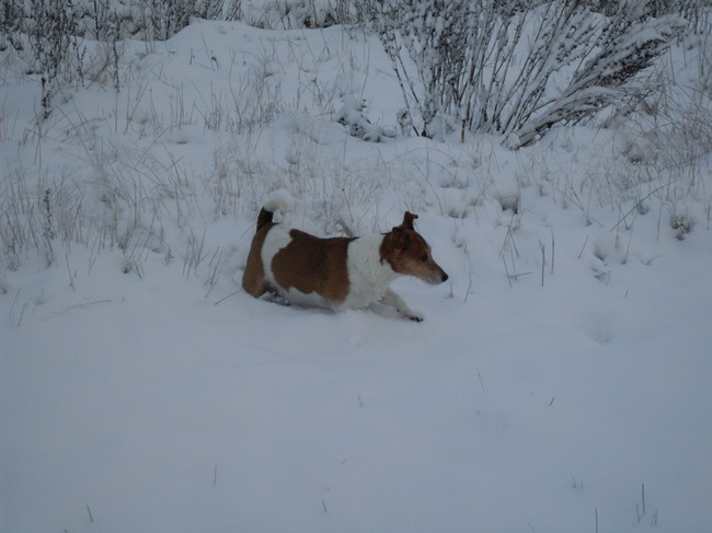 Lekker in de sneeuw (dec.2010)
