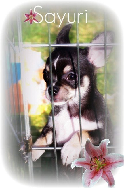 Sayuri' mooi bewerkt door Gabrielle (Sayuri's Fokker)