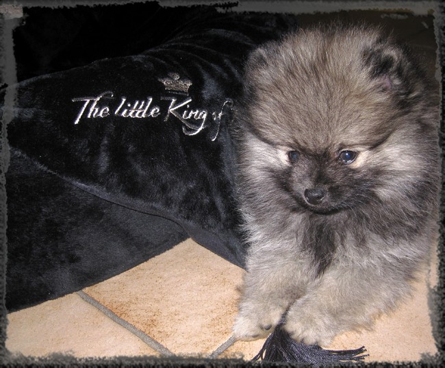The little king of dogs