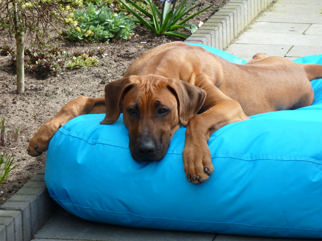 pfff wat ben ik moe zeg.