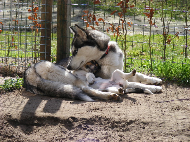 afschermen van de hond van de buren!