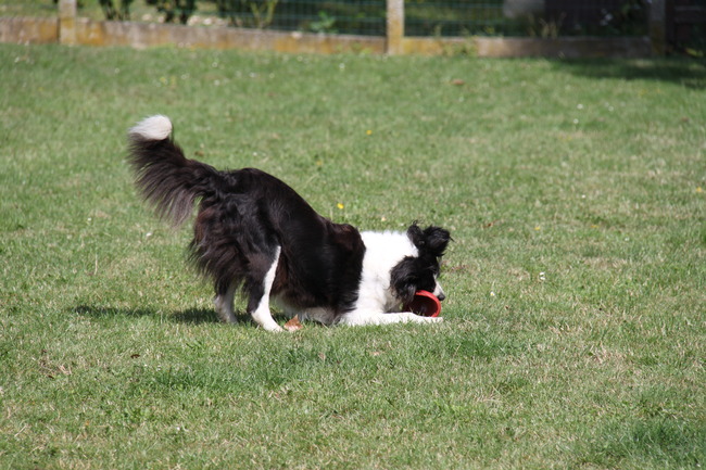 Spelen met de frisbee