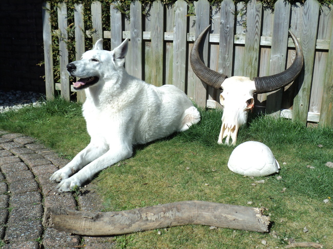 Charlie bal stok schedel