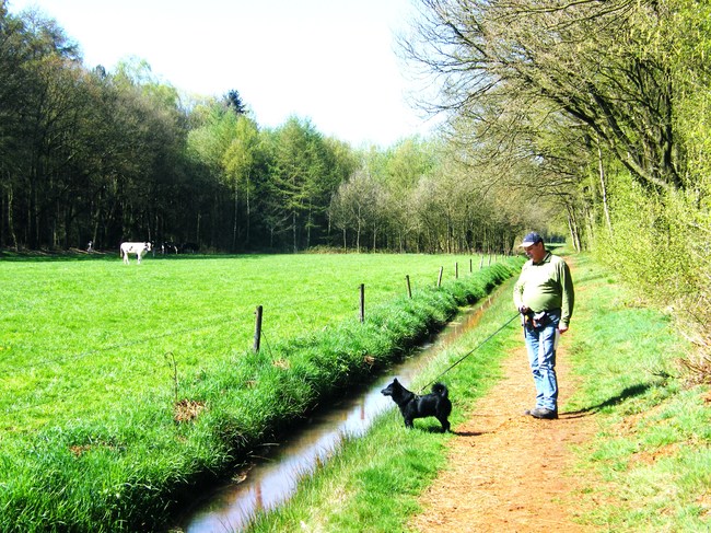 Joep moet even aan de riem, anders gaat hij op de koeien af. Een sloot is voor hem geen obstakel