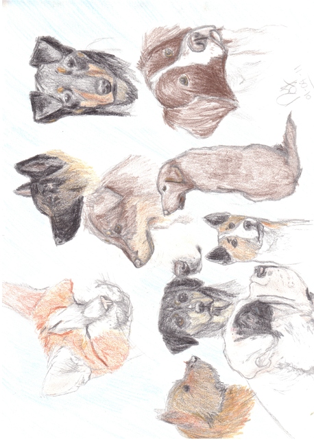 Tekening met kleurpotlood, rassen: Catahoula Leopard dog, Alapaha Blue Blood Bulldog, Duitse Herder, Manchester Terrier, Norwich Terrier, New Guinea Singing Dog, Chesapeake Bay Retriever, North American Shepherd, Drentsche Patrijshond, Huis-Tuin-En-Keuken Kat