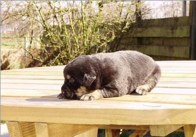 7 mei krijgen wij onze pup. Zij is een berner sennen(mix) X Labrador.