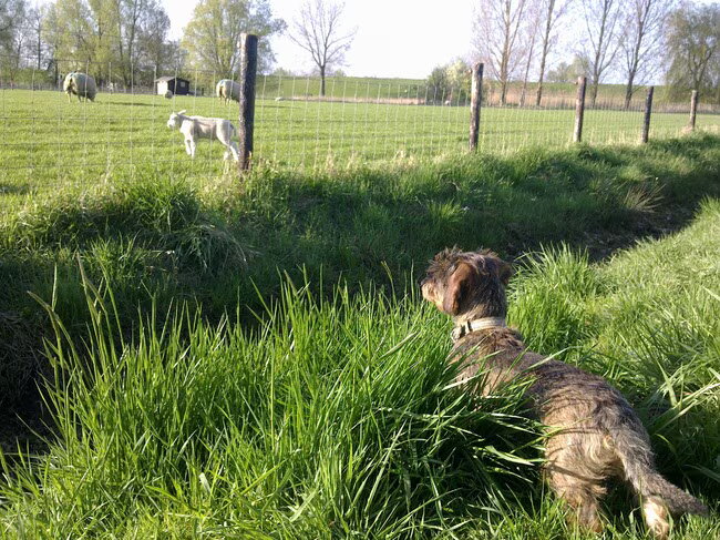 In gesprek met de lammetjes...