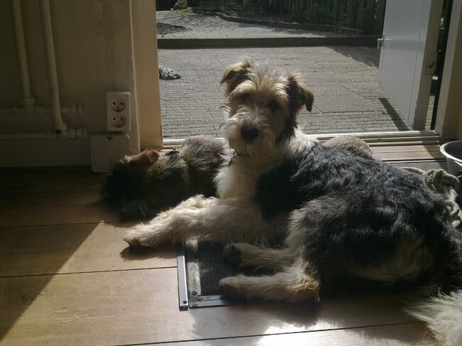 Lekker zonnen samen met Foxy Floris