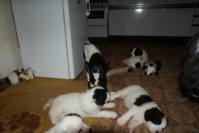 Yinti met haar zusjes en broertjes en de huisgeit!