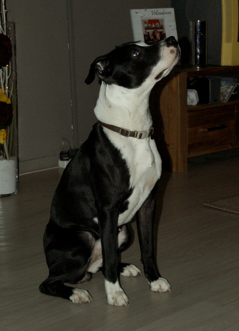 wachtend op een lekker koekje