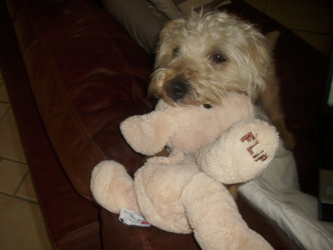 filou met flip zijn nieuwe knuffel hond..