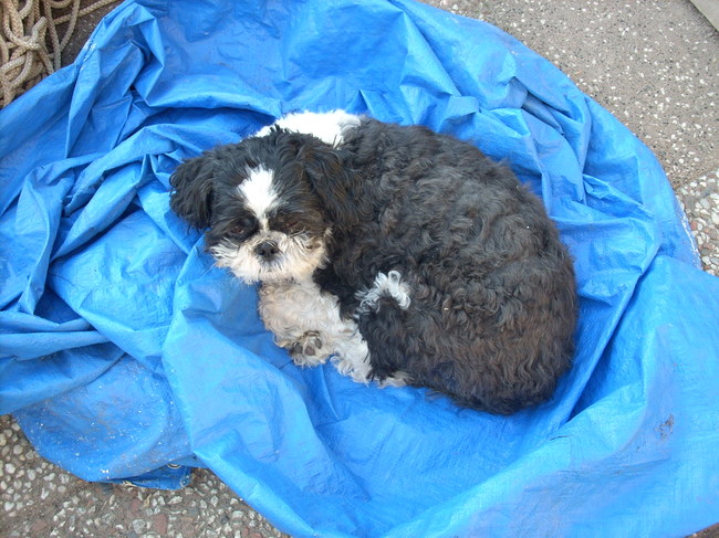 Even lekker op het plastic liggen en een dutje doen...