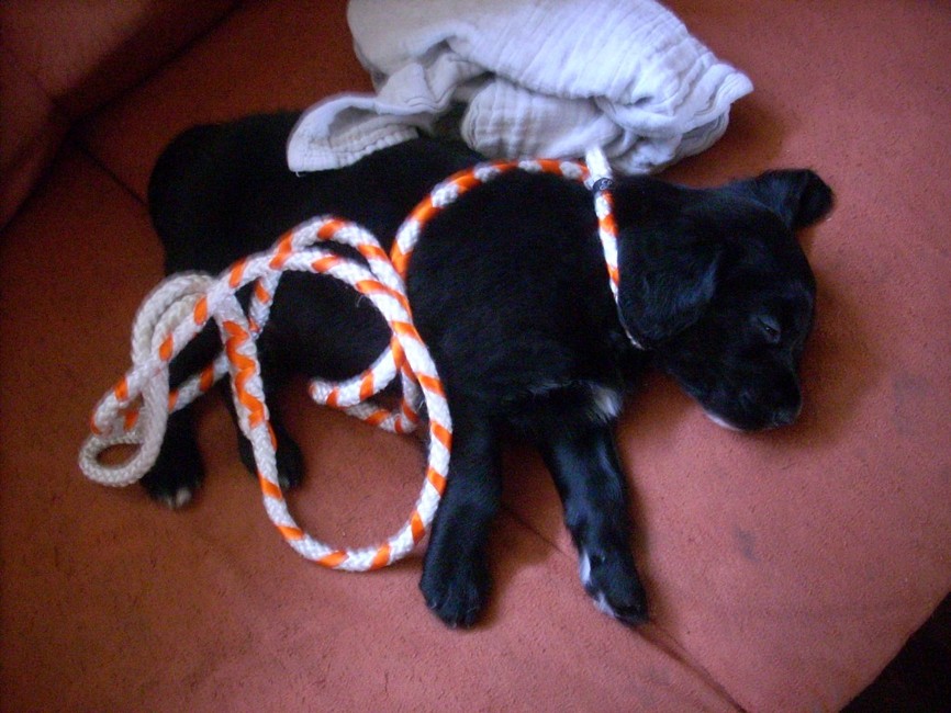 Net gehaald, dit kleine mormeltje, met zijn riempje, die ik zelf heb gemaakt, nog om, erg handig hoor die puppy riempjes...