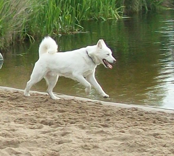 Dit is Anak, een witte husky. 4 jaar geleden als pup van 6 maanden van Marktplaats geplukt, hij had toen al 4 baasjes gehad en was niet te handelen. Nu is het de liefste hond voor mens en dier die je kunt bedenken.