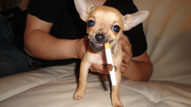 tino hij steelt sigaretten hihih