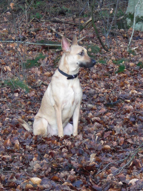 Naam:Tera
Geboorte datum:14-11-2006
Ras:Kruising (westpointer)
Geslacht:Teef. gesteriliseerd

