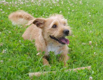 Naam:Argo
Geboorte datum:9-10-2000
Ras:kruising shi-tzu x jack russel
Geslacht:Reu . gecastreerd  
