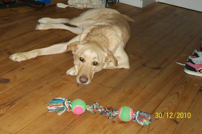 Naam:Kyna
Geboorte datum:14-02-2005
Ras:Kruising labrador
Geslacht:Reu,gecastreerd
