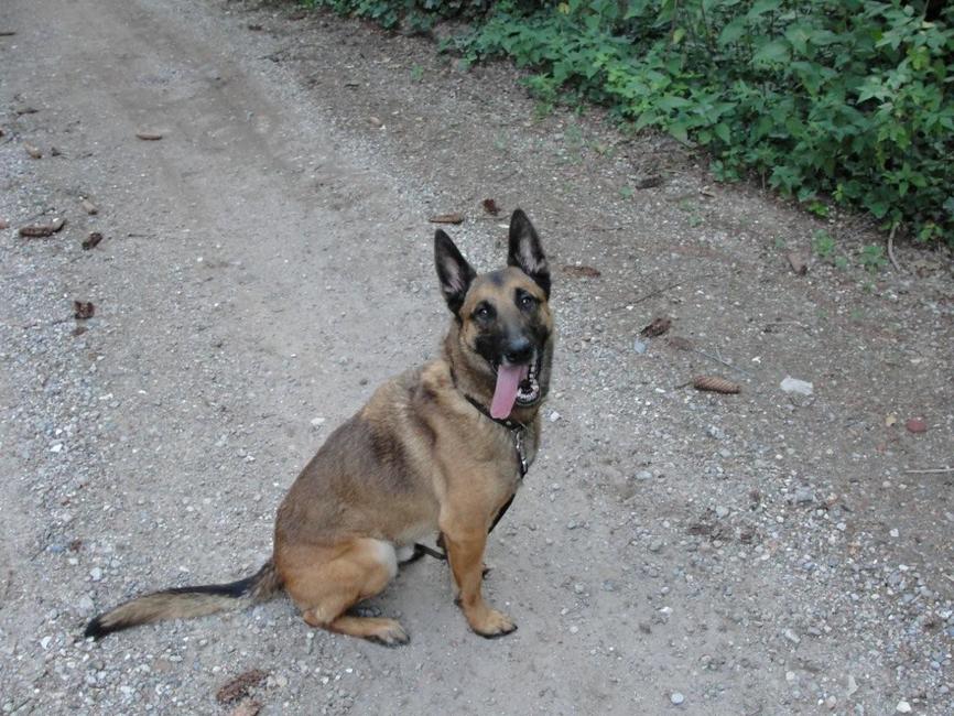 Naam: Remy
Geboorte datum:30-03-2006
Ras:kruising mechelaar
Geslacht:Reu, gecastreerd
