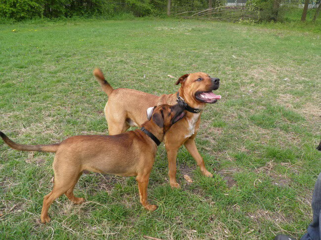 Foto van patricia,  *Spikey* Nino & Lola