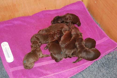 10 heerlijke chocolaatjes (6 reutjes en 4 teefjes)