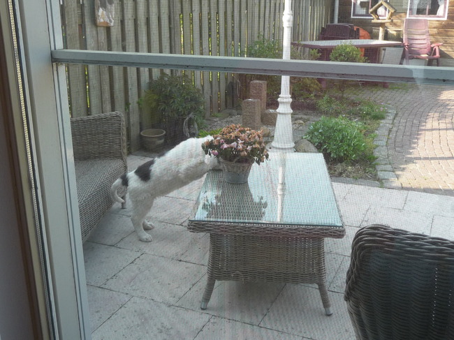 maar ik kan ook stout zijn  hoor...