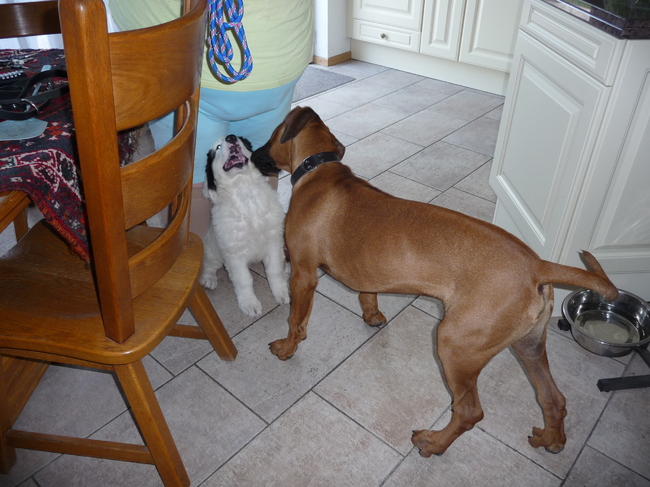 spelen met ziko is niet altijd leuk...