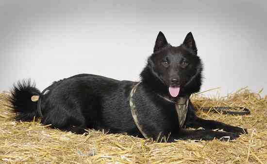 Joep poseert voor de fotograaf tijdens het animal event