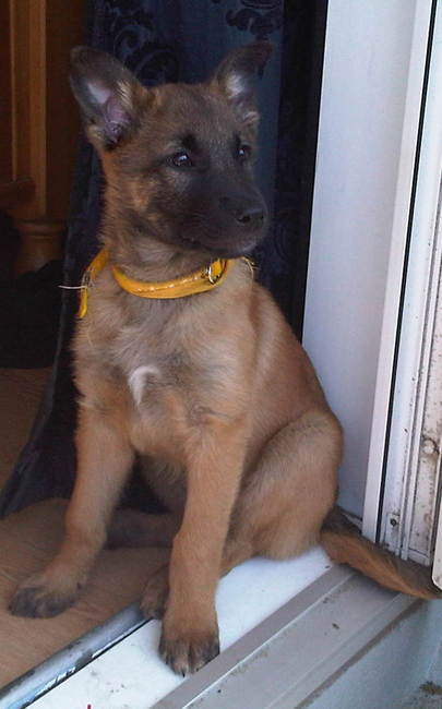 Oortjes gaan al mooi recht overeind staan!