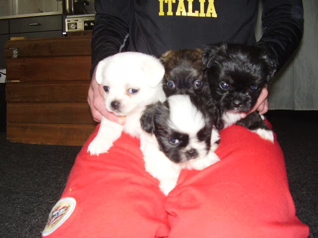 ik heb nog 3 puppies van de vijf te koop a €250,- ze zijn ontwormd…