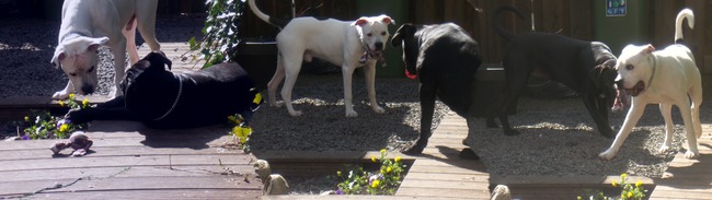 same met zijn vriendje 