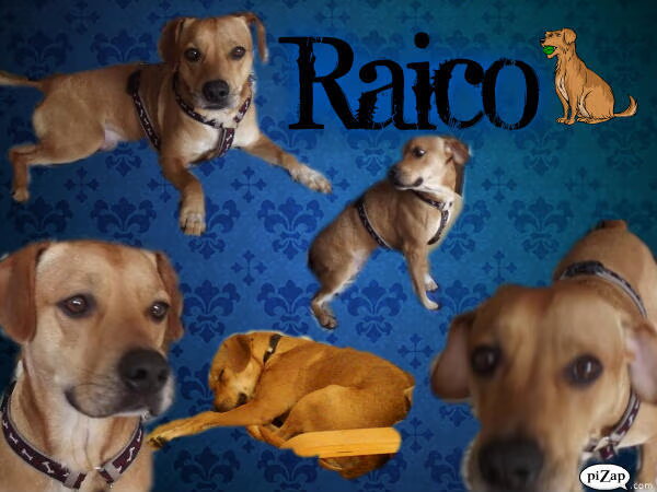 Raico colage