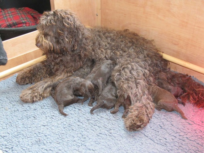 Lekker druk aan de drinkbar