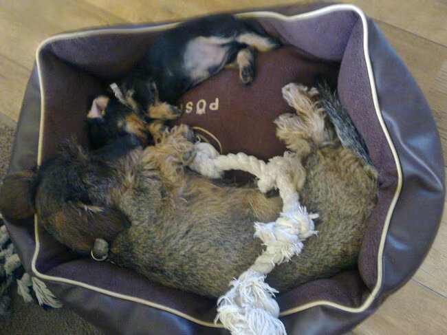 Foto van Pepijn & Otis