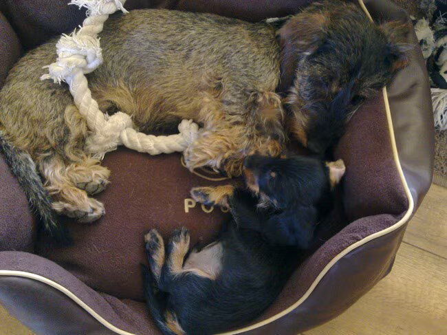 Foto van Pepijn & Otis