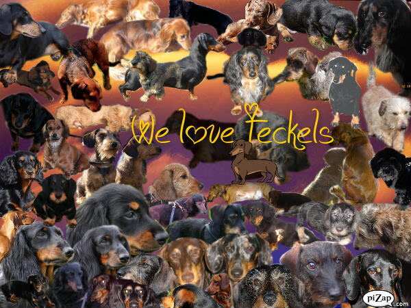 we love teckels