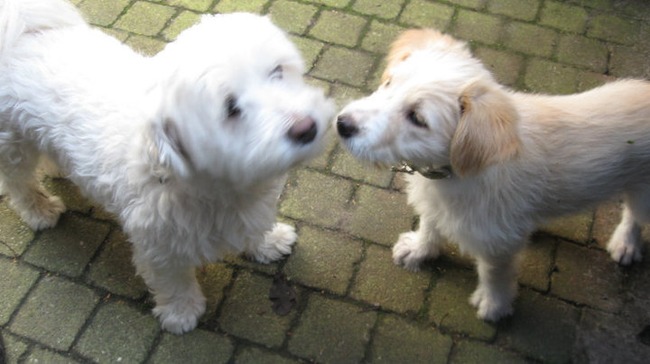 Cuba en Joey nog als pup 
