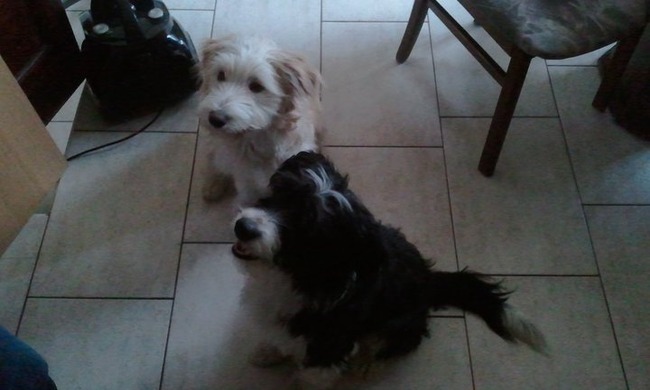 Joey en zijn Papa Bowie