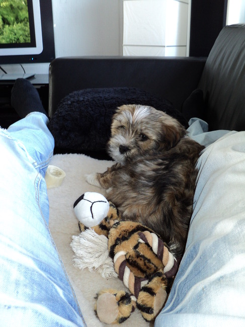 Benji met z'n tijger