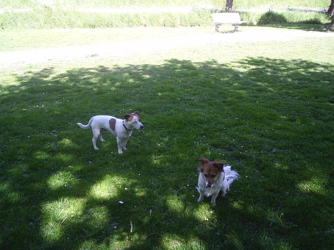 het gras is hier groener dan qqn de overkant he bob