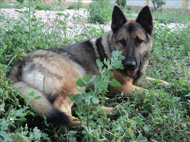 Onze oooh zo mooie mysti, miss fotogeniek