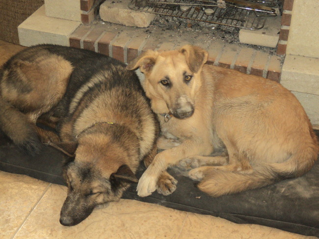 mysti en rasta hopen dat de openhaard aan gaat 
