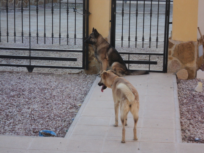 echte waakhonden zijn t,