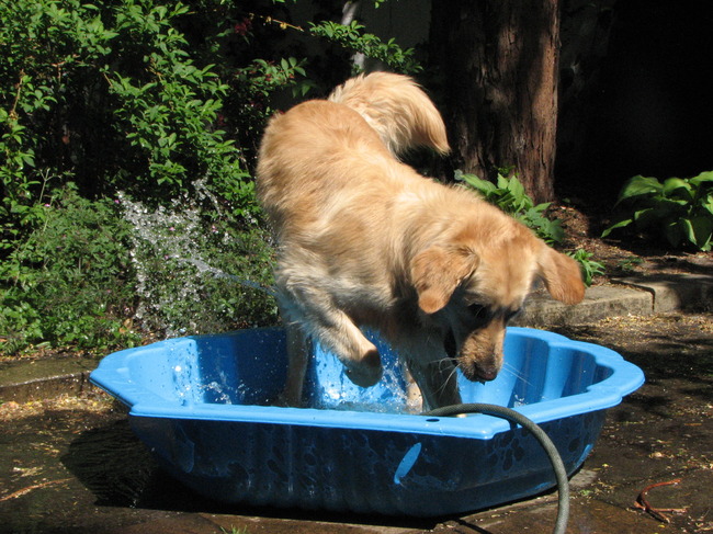 Dobby, in zijn schelp badje in de tuin.