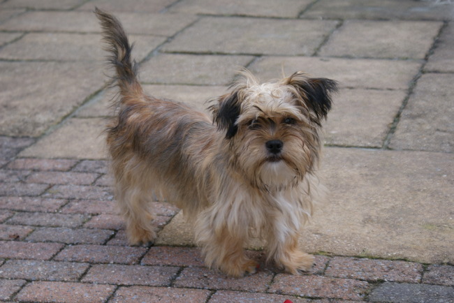 Benji geboren in oktober 2010