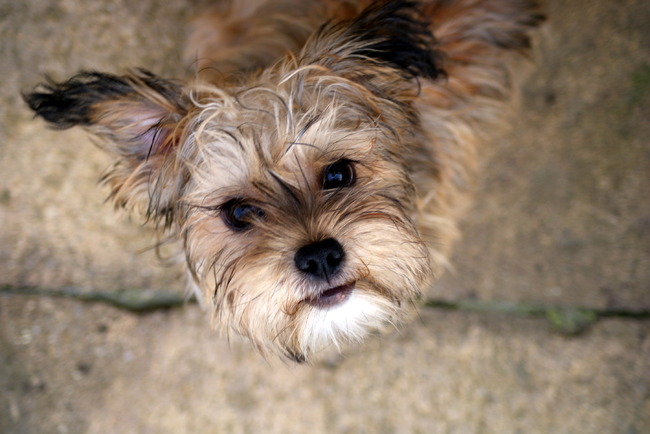 Benji close up van bovenaf