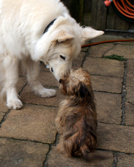 Benji met zijn maatje Camacho