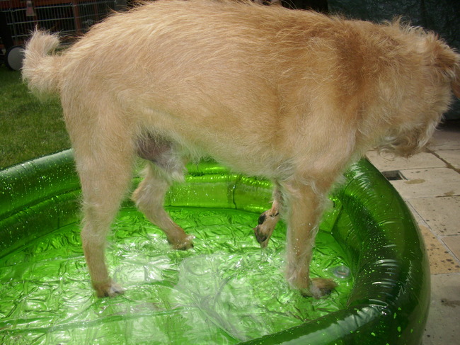 filou in het zwembadje