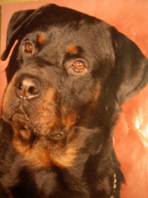 boris rip
me ouwe vriendje 
love you 4 ever